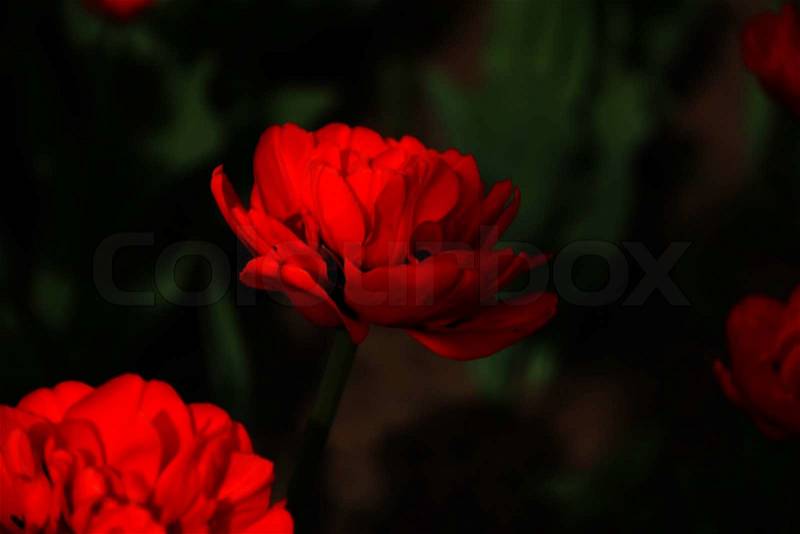 Spring single tulip with red petals and shadows, in focus, stock photo