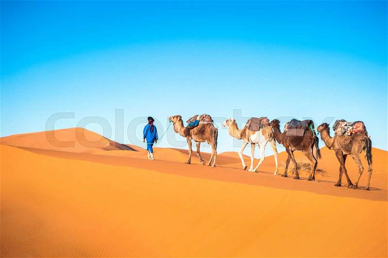 Camel caravan on the Sahara desert. , stock photo