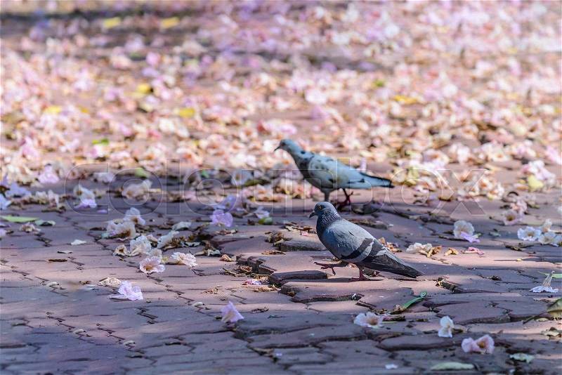 Cute pigeon on floor with flower in garden, stock photo