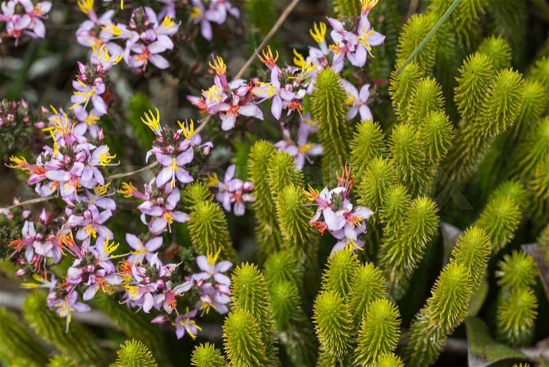 A very rare endemic plants on the plateau of Roraima - Venezuela, stock photo