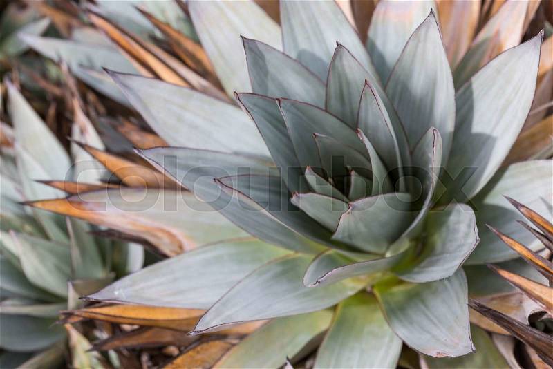 Aloe vera plants, tropical green plants tolerate hot weather. , stock photo