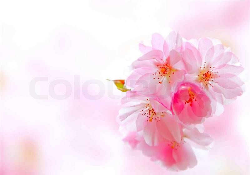 Apple Blossom close up, stock photo
