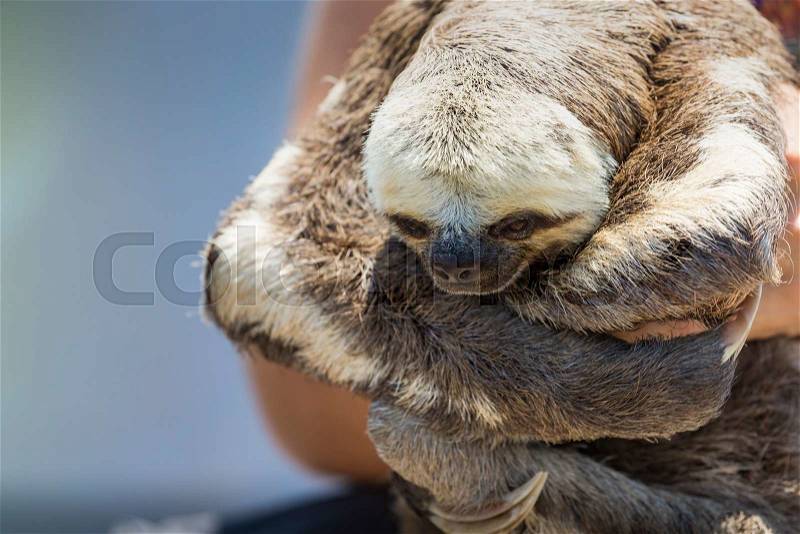 Exotic pet, a Pale-throated Sloth (Bradypus tridactylus) , stock photo