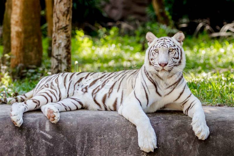 White tiger sitting in the zoo, stock photo