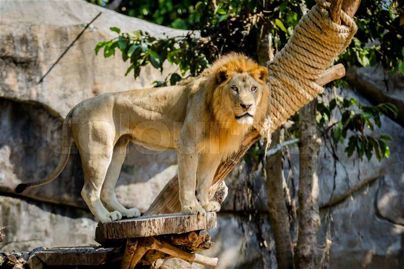 Big lion on tree in the zoo, stock photo