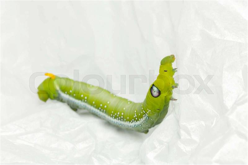 Green worm white background bug butterfly larva pest closeup, stock photo
