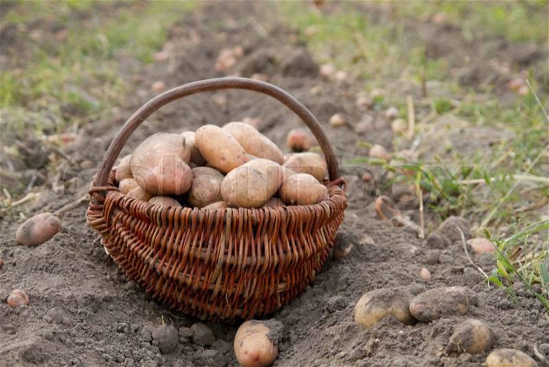 Harvest potatoes in the garden , stock photo