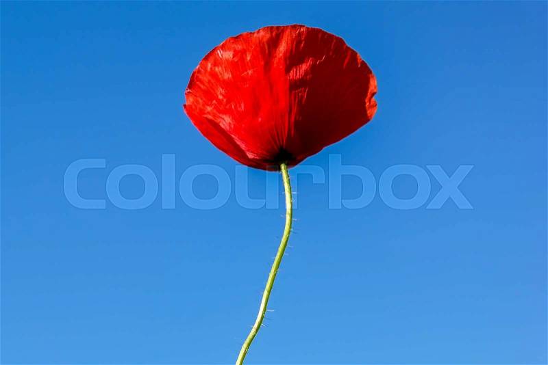 Flower of red poppy on a background of blue sky, stock photo
