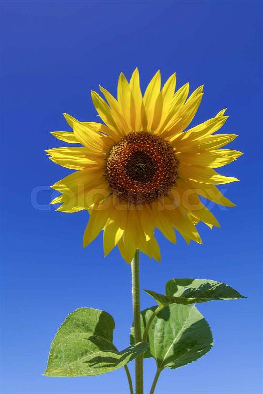Flower of sunflower against a blue sky, stock photo