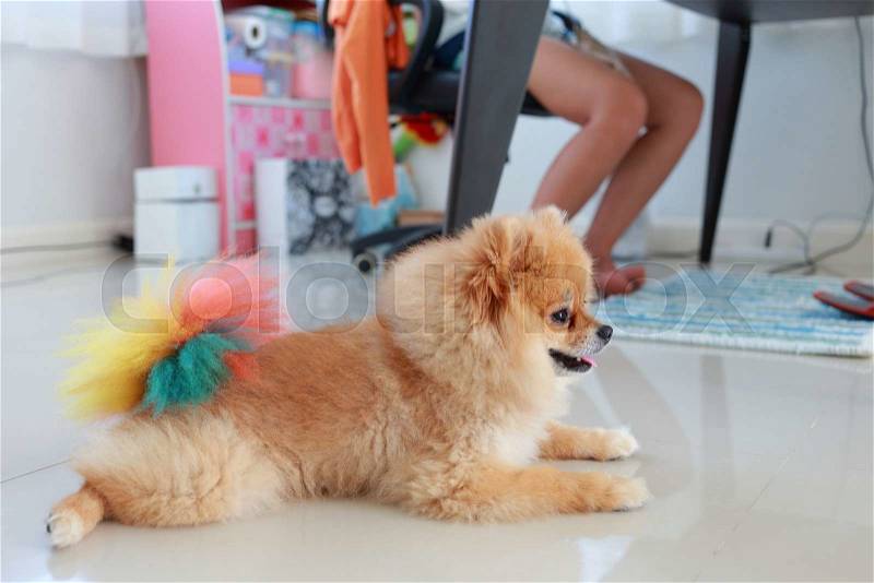 Pomeranian dog cute pet in home, stock photo