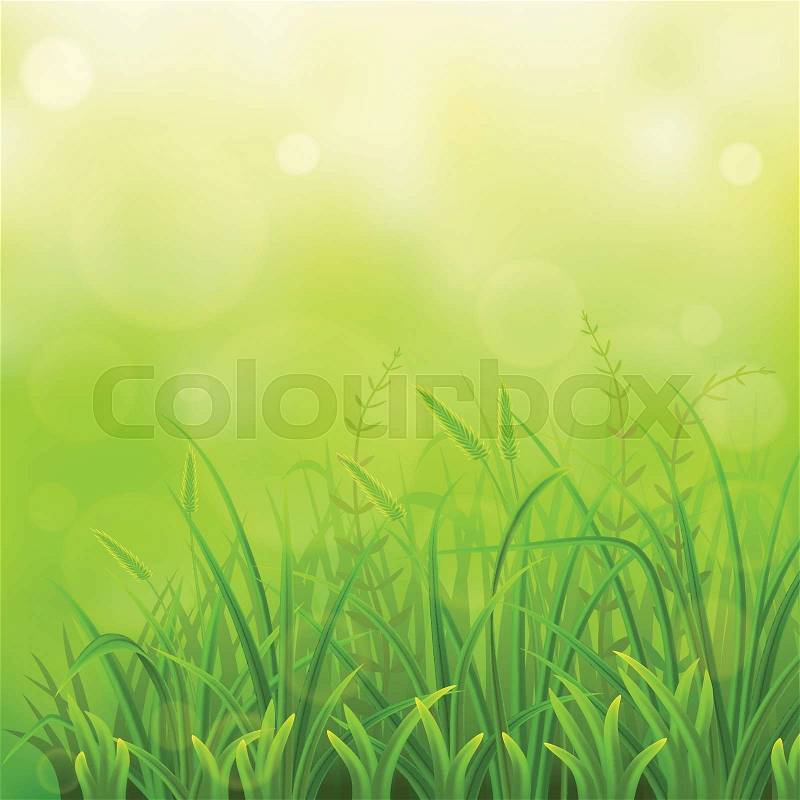 Spring green grass natural background, vector