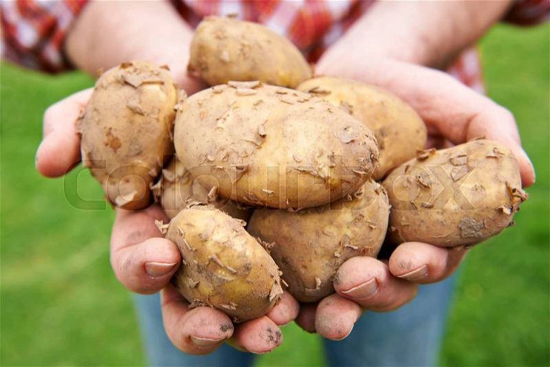 Man Holding Home Grown Jersey Royal Potatoes, stock photo
