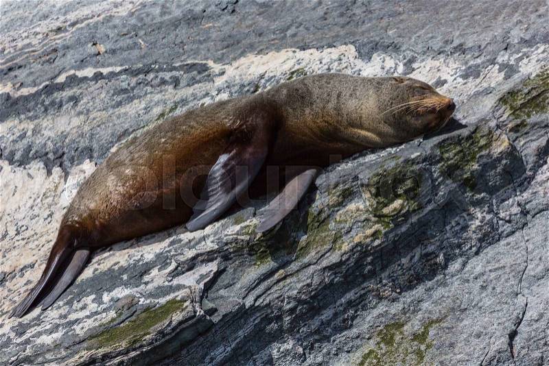 Fur seals (Arctocephalus forsteri) colony in Milford Sound, Fiordland National Park. Southland - New Zealand , stock photo
