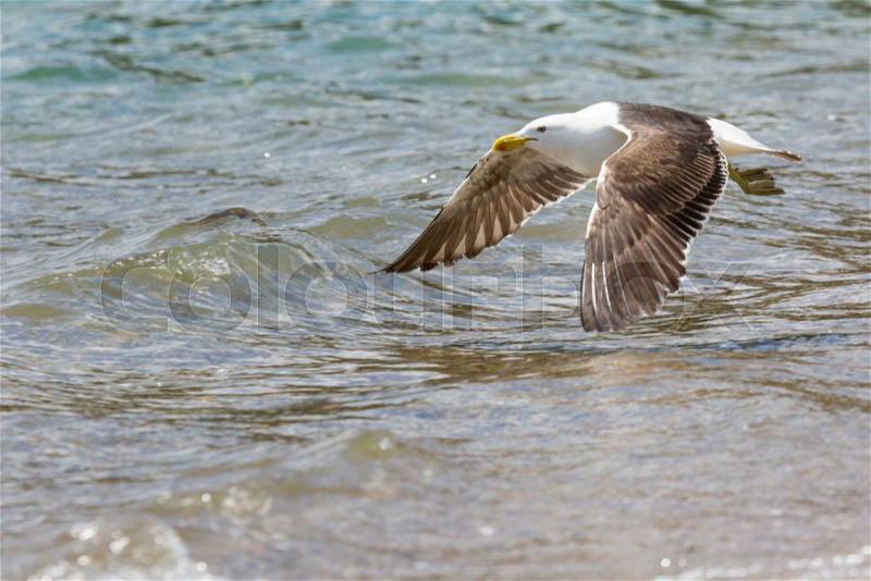 Sea Gull in New Zealand coast. , stock photo
