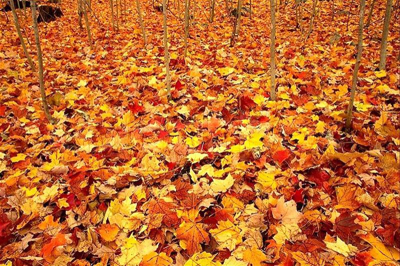 Warm colors of Autumn. Maple leaves covering the ground, stock photo