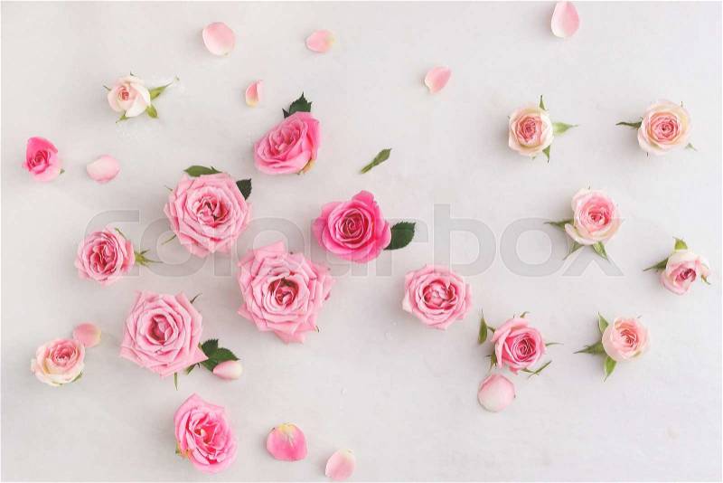 Assorted roses heads, stock photo