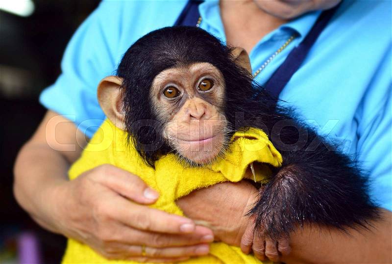Baby chimpanzee with human mom in the zoo love and closed human like human baby, stock photo