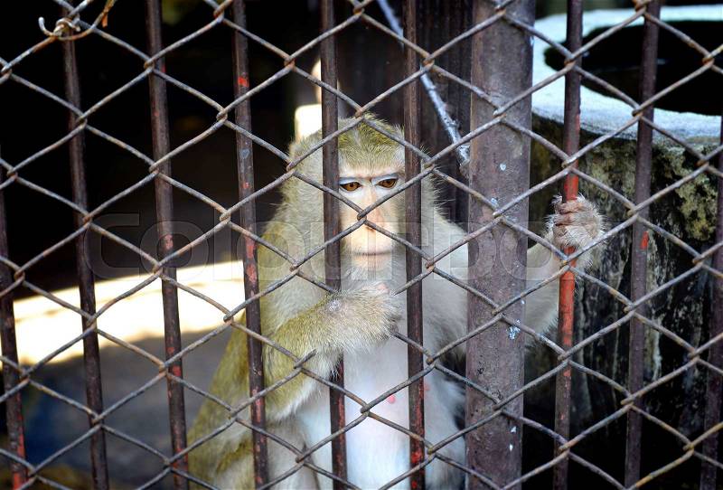 The zoo have no freedom of monkey in the cage for tourist and people to learning, stock photo
