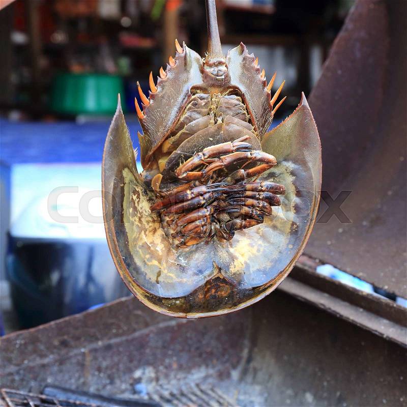 Prepared fresh horseshoe crab for grill before cooking, stock photo