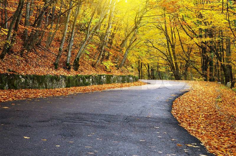 Road in autumn wood. Nature composition, stock photo