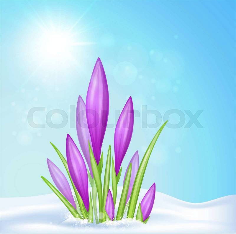 Spring background with violet crocus in snow. Vector illustration, vector