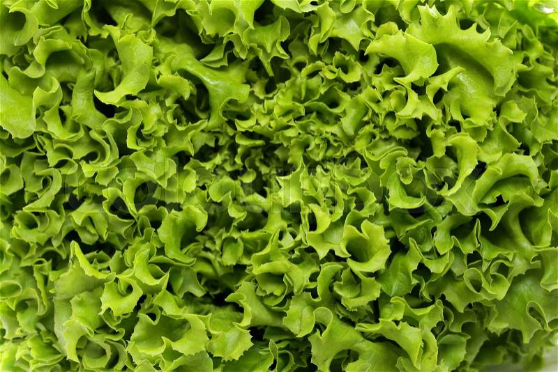 Great fresh organic green lettuce background, stock photo