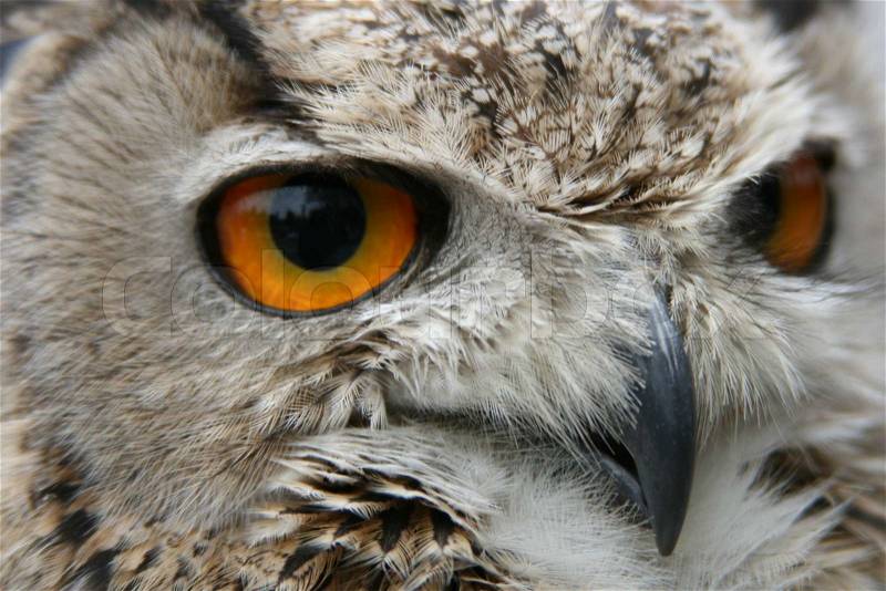 Owl bird animal, stock photo
