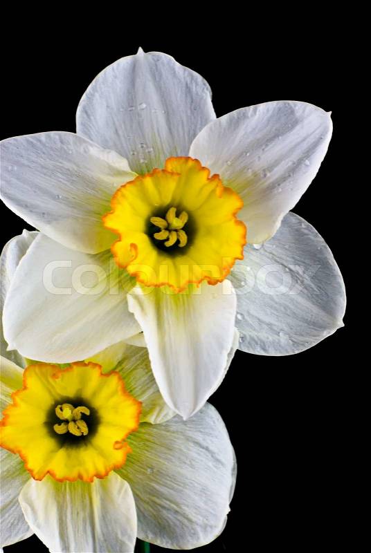 Close up white narcissus with water drops on black background, stock photo