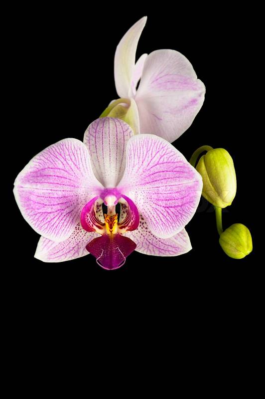 Blooming pink orchid plant isolated on black background, stock photo