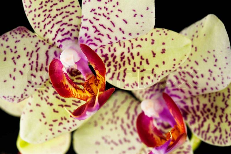 Macro of blooming orchid plant isolated on black background. SDOF, stock photo