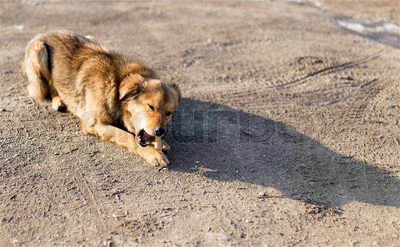Dog gnaws a bone in nature, stock photo