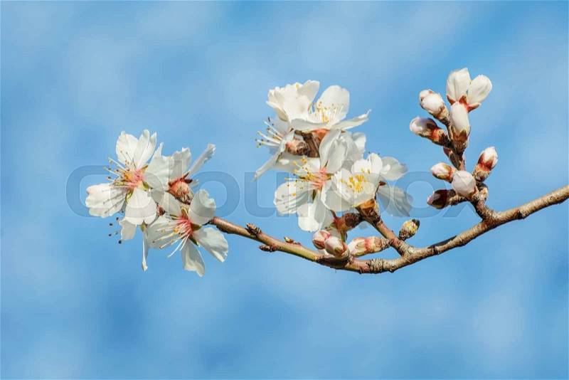 Blossoming Cherry Plum Against The Blue Sky, stock photo