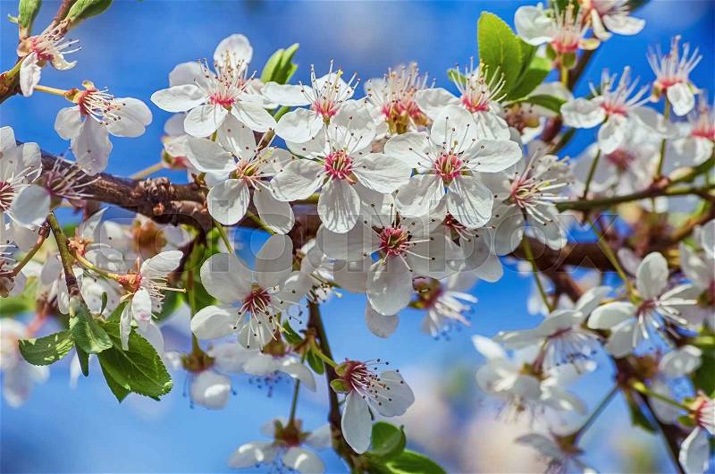 Blossoming Cherry Plum Against The Blue Sky, stock photo