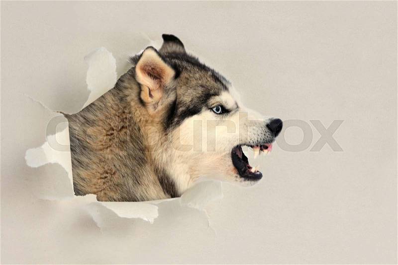 Dog looking through a hole torn sheet of the paper, stock photo