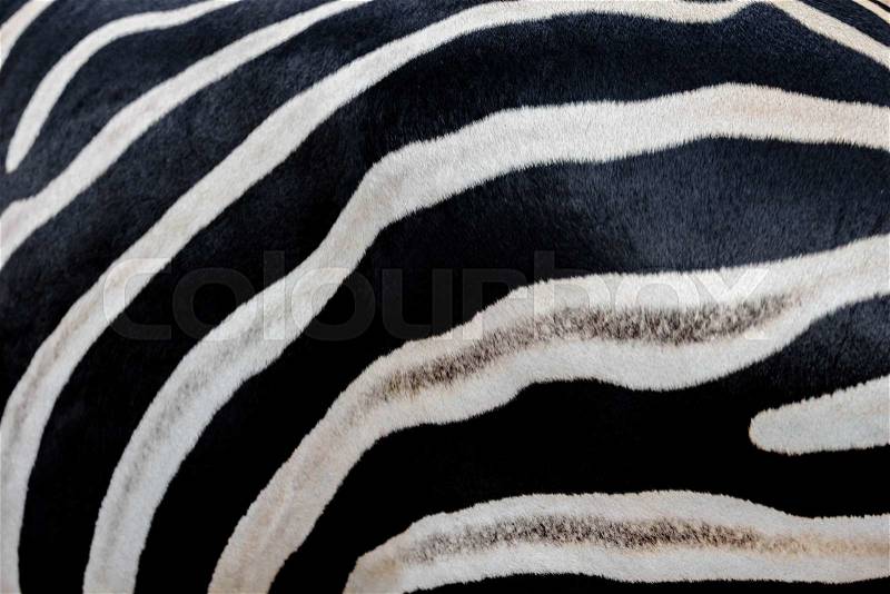Close up Zebra skin black and white stripes in the zoo, stock photo