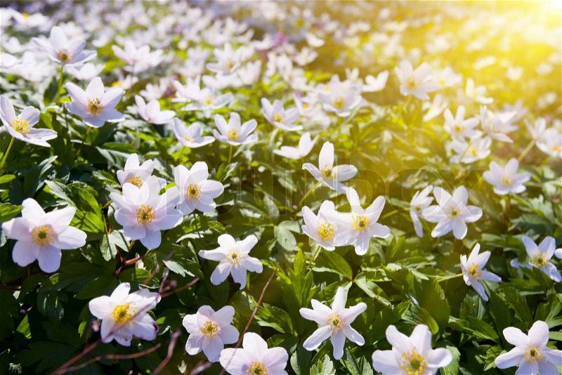 Springtime is the moment for this beautiful flower. Snowdrop anemone, stock photo