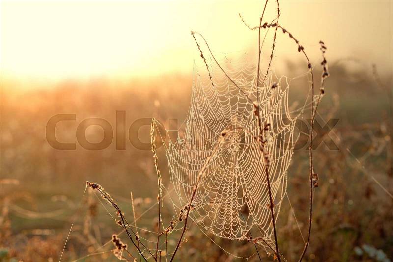 Spiderweb with dew drops at foggy autumn sunrise, stock photo