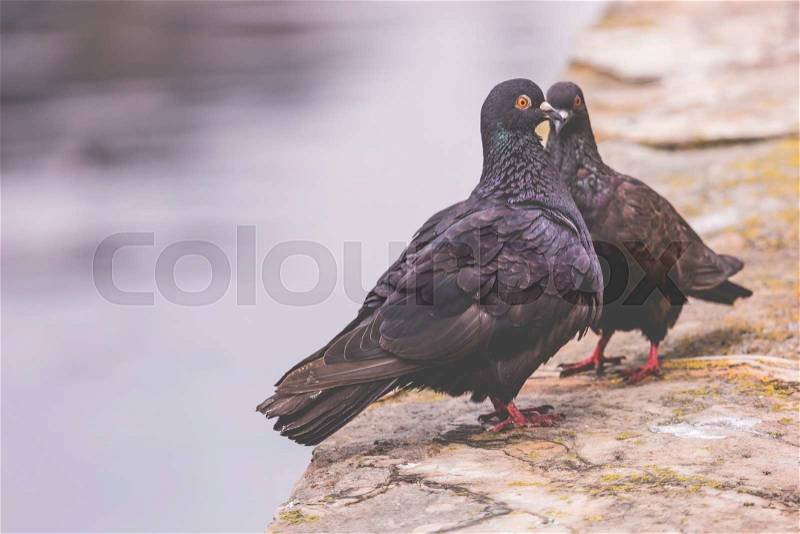 Two pigeons on a wood post show affection towards each other , stock photo