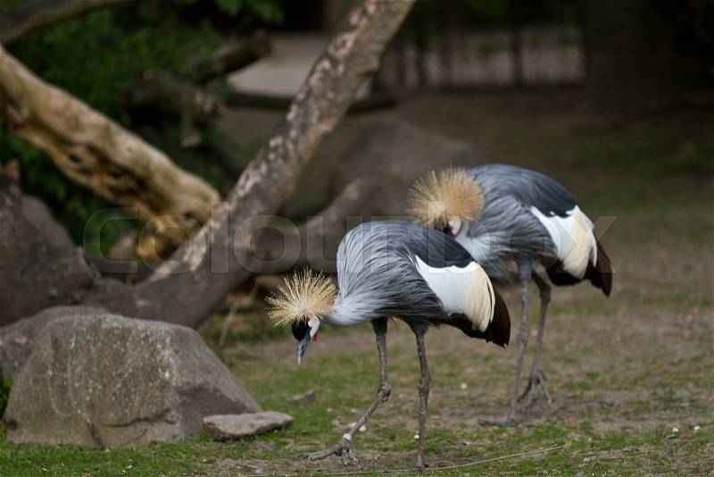 Crowned Crane, Balearica regulorum, stock photo