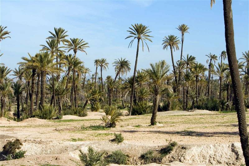 Landscape with Palm trees near Marrakech, Morocco, Africa, stock photo