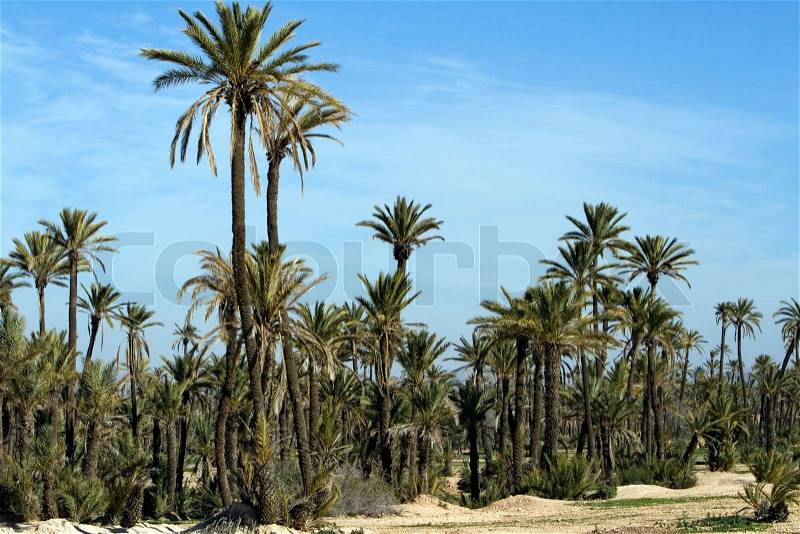 Landscape with Palm trees near Marrakech.Morocco.Africa, stock photo