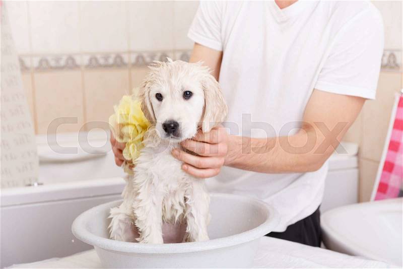 Golden retriever puppy is taking a shower at home, stock photo