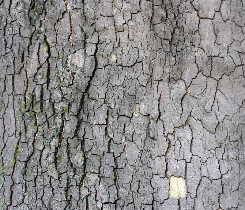 Cortex of the alder with lichen - texture, stock photo