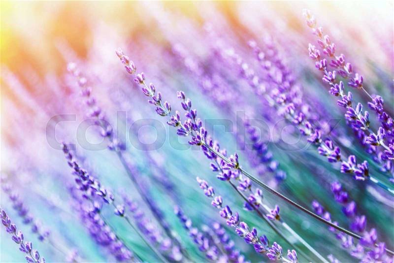 Closeup photo of beautiful gentle lavender flower field, abstract purple floral background, aromatic plant, beauty of spring nature, stock photo