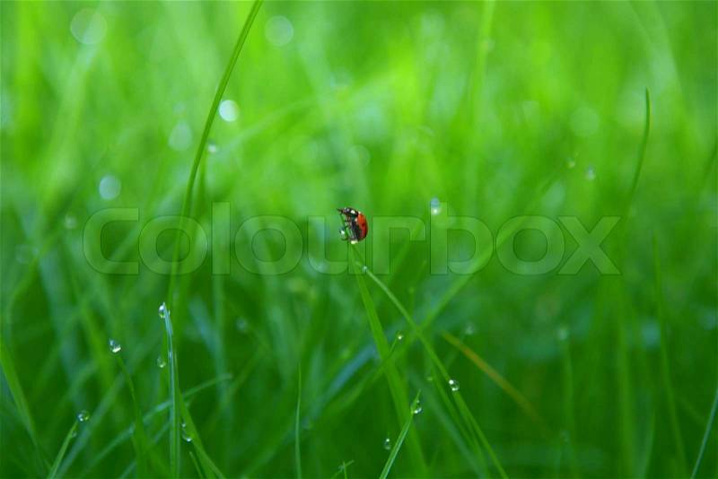 Ladybird on green grass with drop of dew background, stock photo