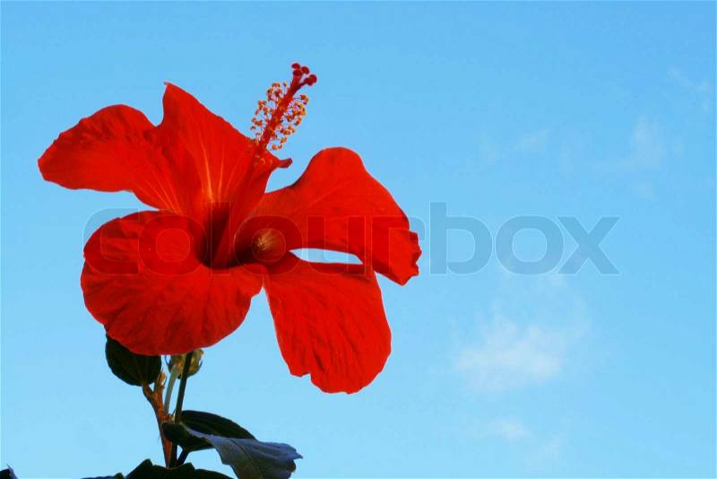 Hibiscus Flowers against a blue sky, stock photo