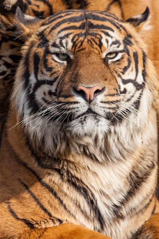 Close-up of a Tigers face.\\ , stock photo
