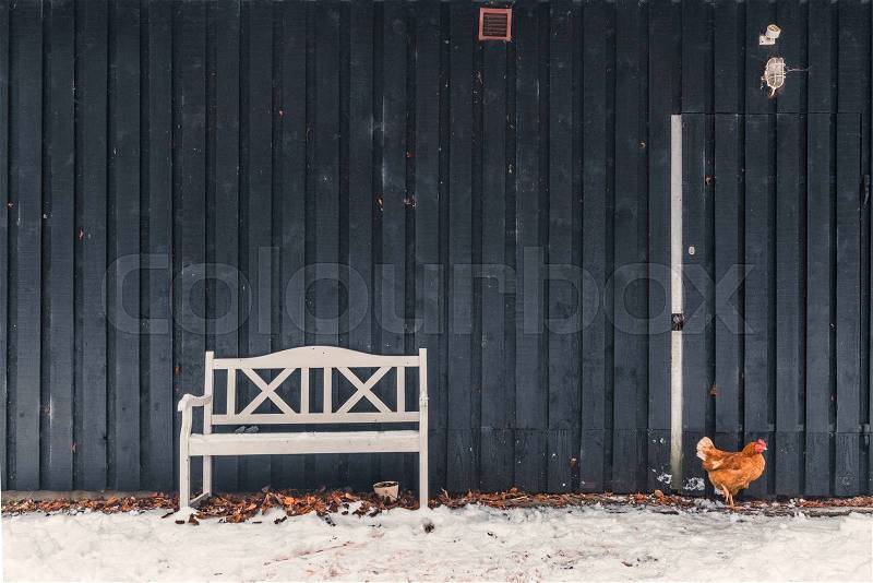 Chicken looking for food in the winter near a bench, stock photo