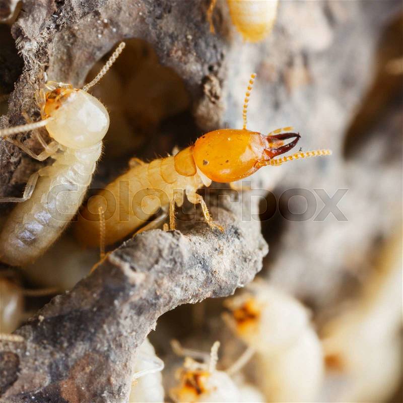 Close up termites or white ants destroyed, stock photo
