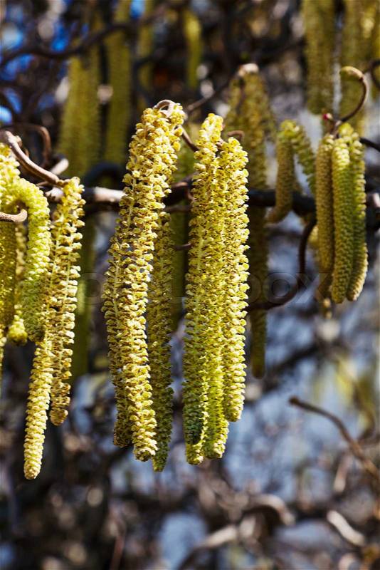 The flowers of hazel in the spring. Pain for Allergy, stock photo